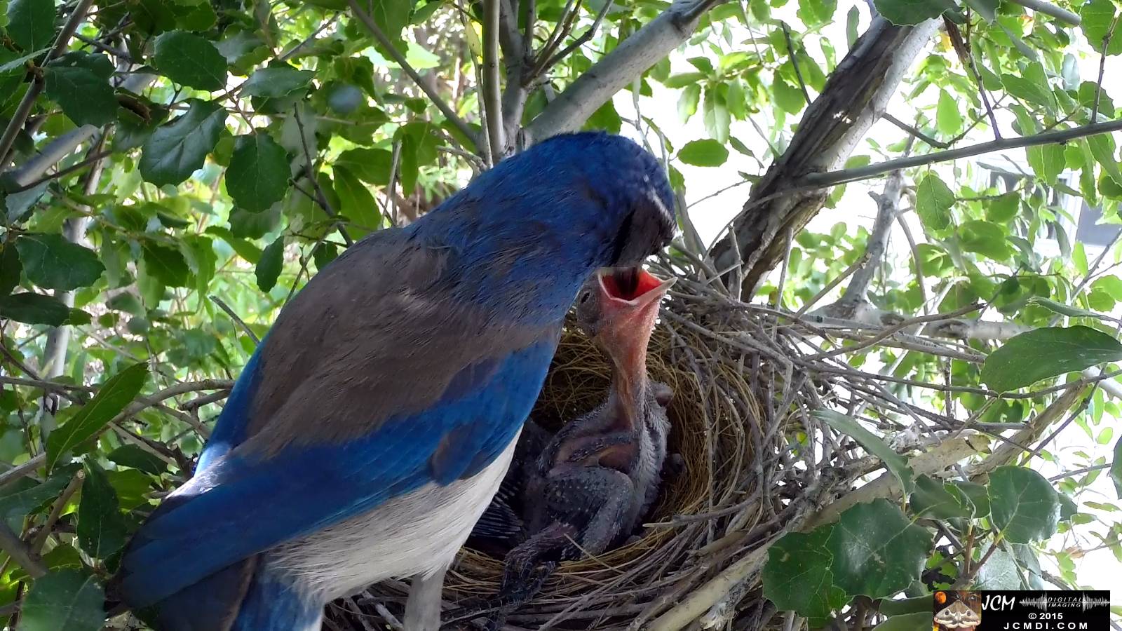 Scrub Jay nest documentary - female returns feeds chicks